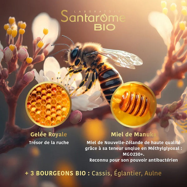 Gelée Royale 2000 au Miel de Manuka Bio, 20 ampoules - SANTAROME BIO