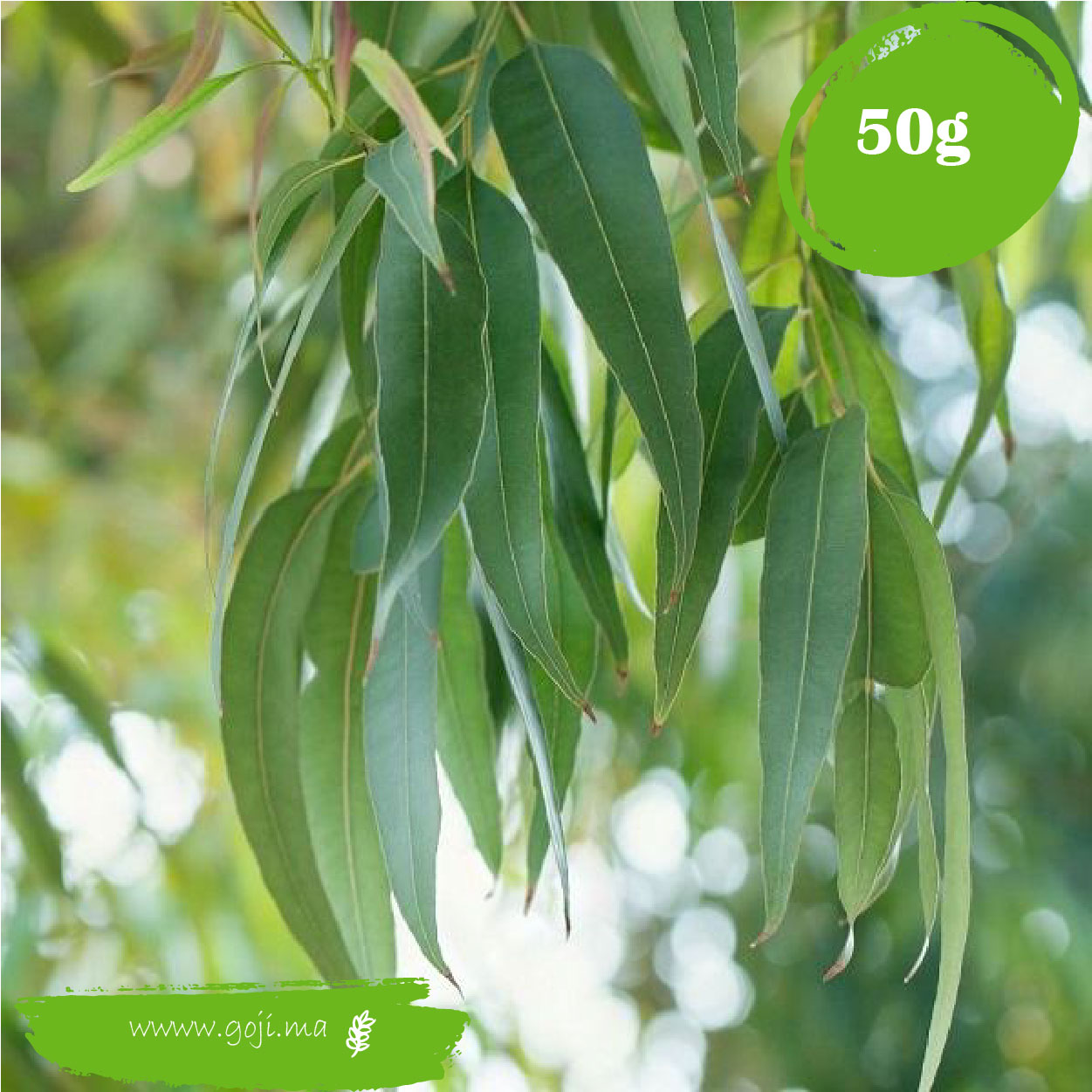 Feuilles d'eucalyptus (أوراق كالبتوس) -  - Livraison Des  Produits Naturels Et 100% Bio